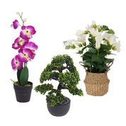 Lot de fleurs artificielles - bonsaï, orchidée, plante en pot d'herbe de mer
