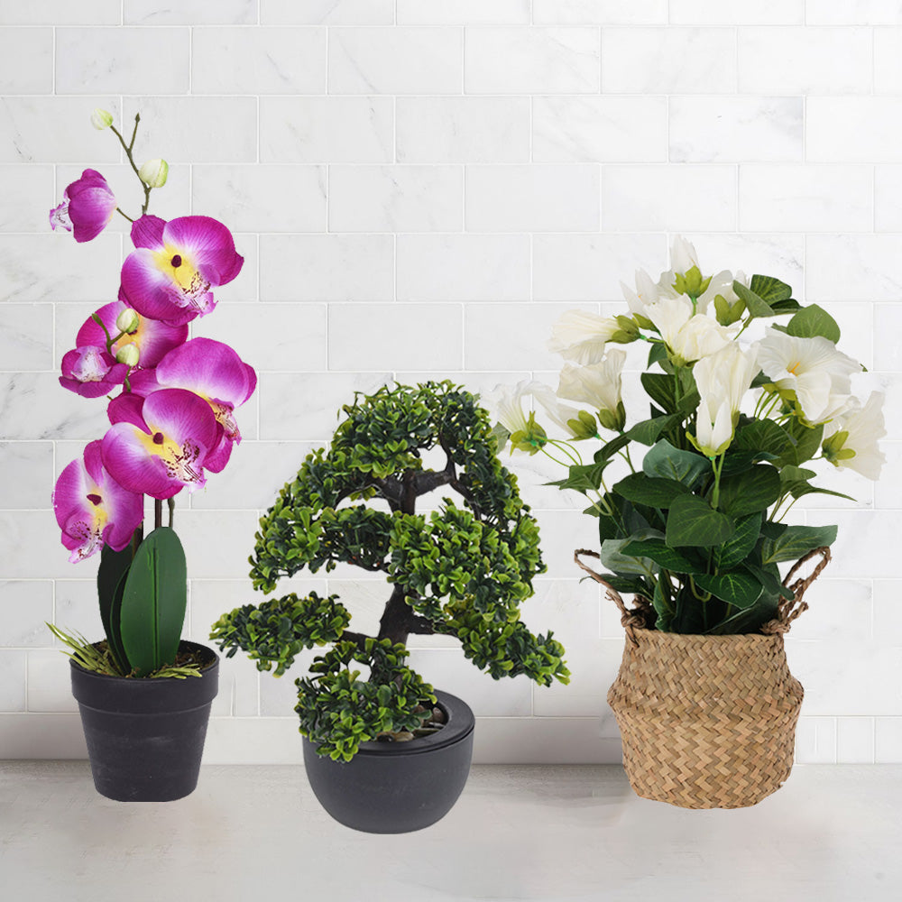 Paquete de flores artificiales: bonsái, orquídea, maceta de algas marinas